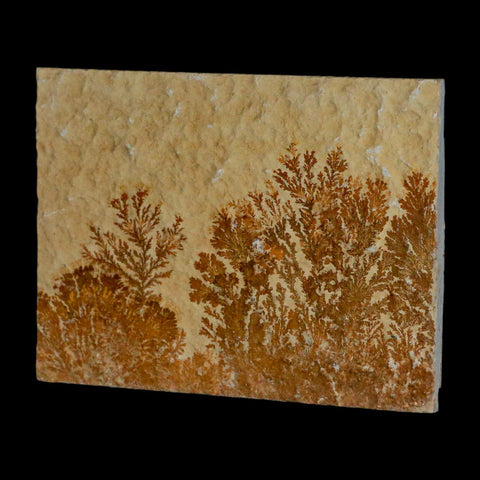 3.1" Pyrolusite Dendritic Sandstone Solnhofen Upper Jurassic Age West Germany - Fossil Age Minerals