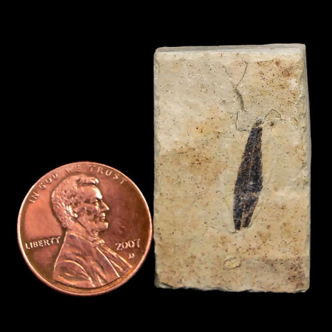 0.6" Detailed Mimosite Coloradensis Fossil Plant Leaf Eocene Age Green River Utah - Fossil Age Minerals