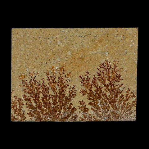 3.1" Pyrolusite Dendritic Sandstone Solnhofen Upper Jurassic Age West Germany - Fossil Age Minerals