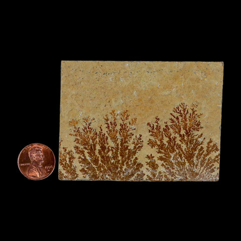 3.1" Pyrolusite Dendritic Sandstone Solnhofen Upper Jurassic Age West Germany - Fossil Age Minerals