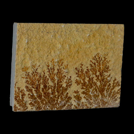 3.1" Pyrolusite Dendritic Sandstone Solnhofen Upper Jurassic Age West Germany