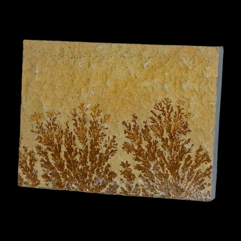 3.1" Pyrolusite Dendritic Sandstone Solnhofen Upper Jurassic Age West Germany - Fossil Age Minerals