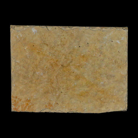 3.1" Pyrolusite Dendritic Sandstone Solnhofen Upper Jurassic Age West Germany - Fossil Age Minerals