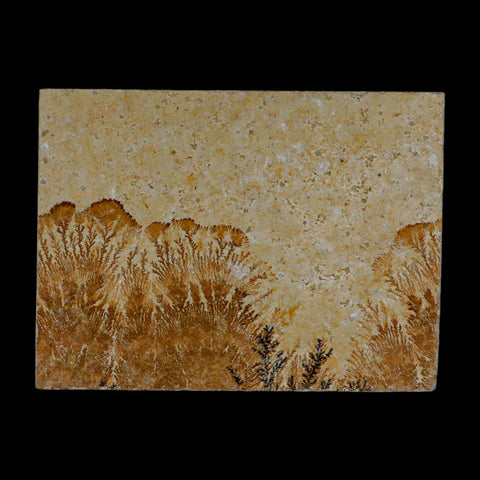 3.2" Pyrolusite Dendritic Sandstone Solnhofen Upper Jurassic Age West Germany - Fossil Age Minerals