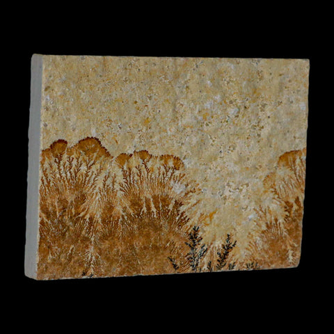 3.2" Pyrolusite Dendritic Sandstone Solnhofen Upper Jurassic Age West Germany - Fossil Age Minerals