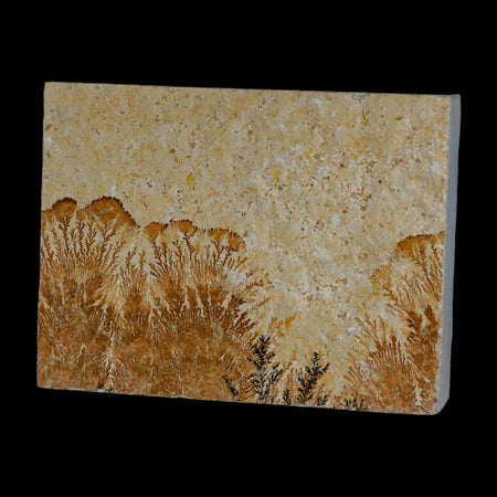 3.2" Pyrolusite Dendritic Sandstone Solnhofen Upper Jurassic Age West Germany