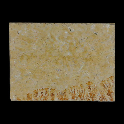 3.2" Pyrolusite Dendritic Sandstone Solnhofen Upper Jurassic Age West Germany - Fossil Age Minerals