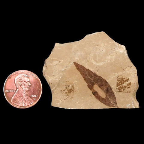 1.2" Detailed Cedrelospermum Nervosum Fossil Plant Leaf Eocene Age Green River UT - Fossil Age Minerals
