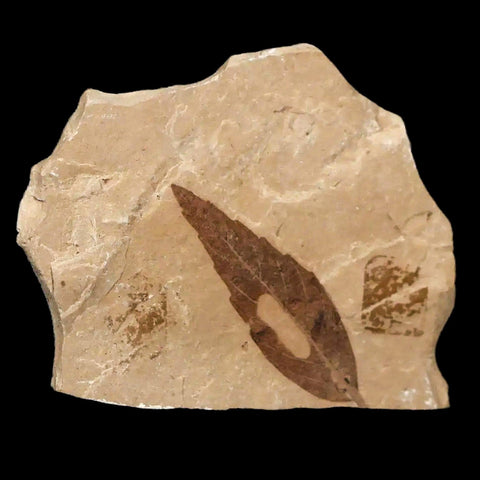 1.2" Detailed Cedrelospermum Nervosum Fossil Plant Leaf Eocene Age Green River UT - Fossil Age Minerals