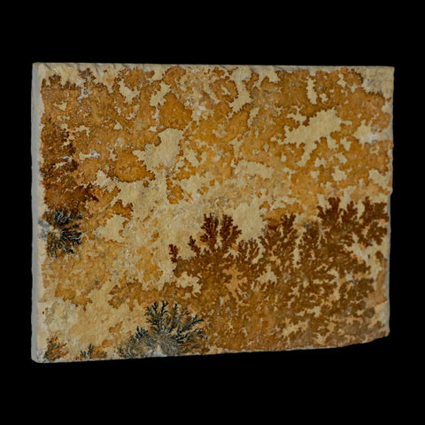 3.1" Pyrolusite Dendritic Sandstone Solnhofen Upper Jurassic Age West Germany - Fossil Age Minerals