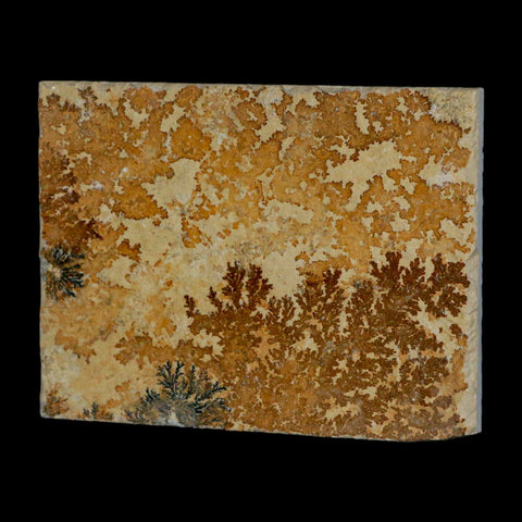 3.1" Pyrolusite Dendritic Sandstone Solnhofen Upper Jurassic Age West Germany - Fossil Age Minerals