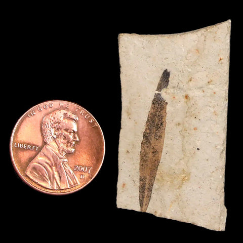 1.1" Detailed Cedrelospermum Nervosum Fossil Plant Leaf Eocene Age Green River UT - Fossil Age Minerals