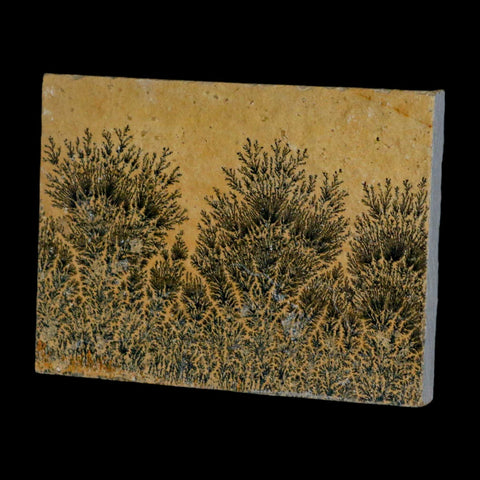 3.1" Pyrolusite Dendritic Sandstone Solnhofen Upper Jurassic Age West Germany - Fossil Age Minerals