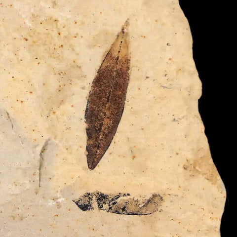 Mimosite Coloradensis, Cedrelospermum Nervocum Fossil Plant Leaf Eocene Age UT - Fossil Age Minerals
