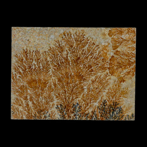 3.1" Pyrolusite Dendritic Sandstone Solnhofen Upper Jurassic Age West Germany - Fossil Age Minerals