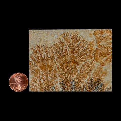 3.1" Pyrolusite Dendritic Sandstone Solnhofen Upper Jurassic Age West Germany - Fossil Age Minerals