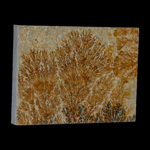 3.1" Pyrolusite Dendritic Sandstone Solnhofen Upper Jurassic Age West Germany - Fossil Age Minerals