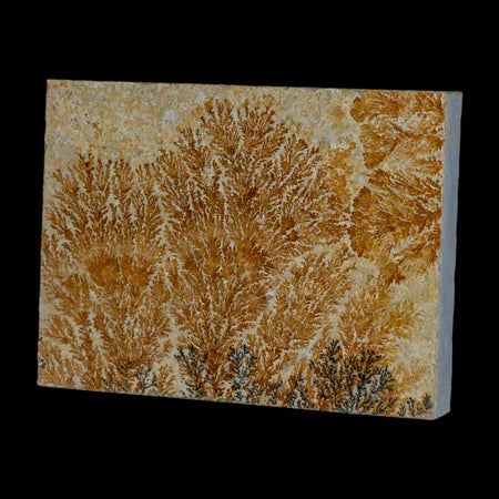 3.1" Pyrolusite Dendritic Sandstone Solnhofen Upper Jurassic Age West Germany