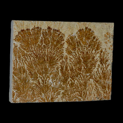 3.1" Pyrolusite Dendritic Sandstone Solnhofen Upper Jurassic Age West Germany - Fossil Age Minerals