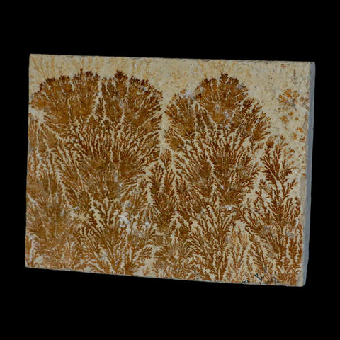 3.1" Pyrolusite Dendritic Sandstone Solnhofen Upper Jurassic Age West Germany - Fossil Age Minerals