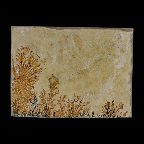 3.1" Pyrolusite Dendritic Sandstone Solnhofen Upper Jurassic Age West Germany - Fossil Age Minerals