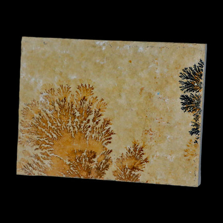 3.1" Pyrolusite Dendritic Sandstone Solnhofen Upper Jurassic Age West Germany