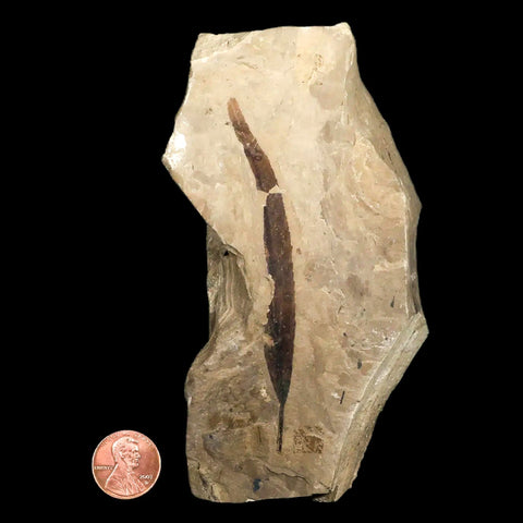 3.7" Highly Detailed Populus Tidwellii Fossil Plant Leaf Eocene Age Green River Utah - Fossil Age Minerals