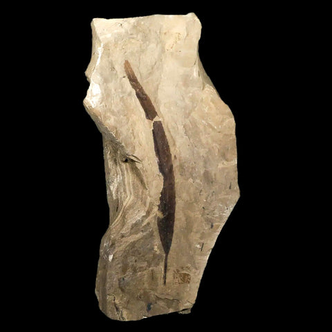 3.7" Highly Detailed Populus Tidwellii Fossil Plant Leaf Eocene Age Green River Utah - Fossil Age Minerals