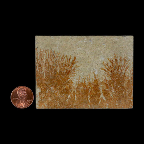 3.1" Pyrolusite Dendritic Sandstone Solnhofen Upper Jurassic Age West Germany - Fossil Age Minerals