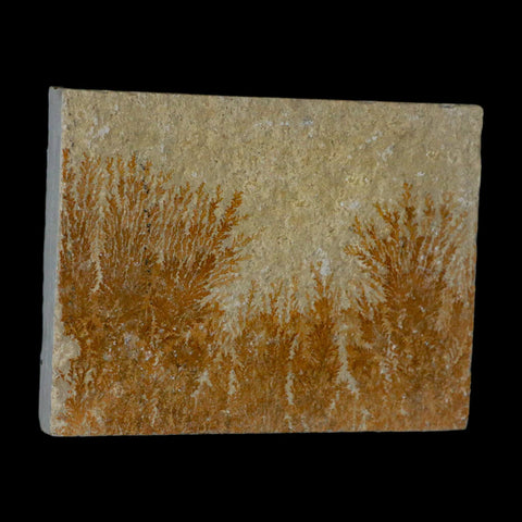 3.1" Pyrolusite Dendritic Sandstone Solnhofen Upper Jurassic Age West Germany - Fossil Age Minerals