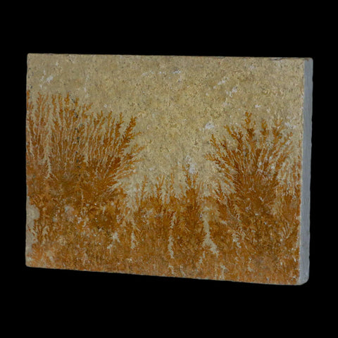 3.1" Pyrolusite Dendritic Sandstone Solnhofen Upper Jurassic Age West Germany - Fossil Age Minerals