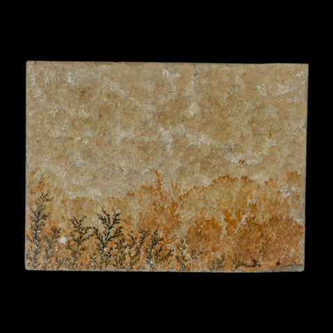 3.1" Pyrolusite Dendritic Sandstone Solnhofen Upper Jurassic Age West Germany - Fossil Age Minerals