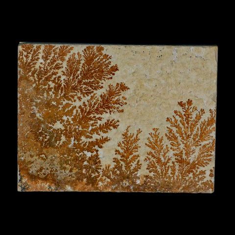 3.2" Pyrolusite Dendritic Sandstone Solnhofen Upper Jurassic Age West Germany - Fossil Age Minerals