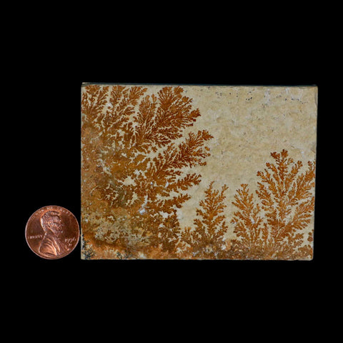 3.2" Pyrolusite Dendritic Sandstone Solnhofen Upper Jurassic Age West Germany - Fossil Age Minerals