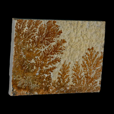 3.2" Pyrolusite Dendritic Sandstone Solnhofen Upper Jurassic Age West Germany - Fossil Age Minerals