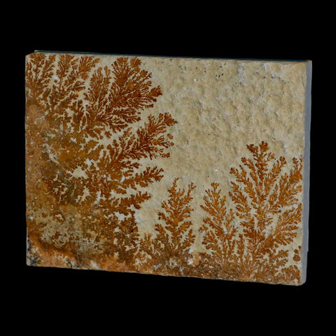 3.2" Pyrolusite Dendritic Sandstone Solnhofen Upper Jurassic Age West Germany - Fossil Age Minerals