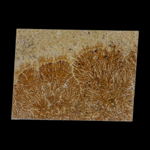 3.1" Pyrolusite Dendritic Sandstone Solnhofen Upper Jurassic Age West Germany - Fossil Age Minerals