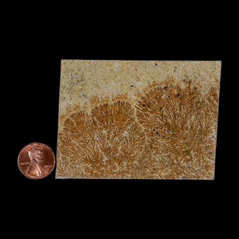 3.1" Pyrolusite Dendritic Sandstone Solnhofen Upper Jurassic Age West Germany - Fossil Age Minerals