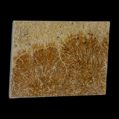 3.1" Pyrolusite Dendritic Sandstone Solnhofen Upper Jurassic Age West Germany - Fossil Age Minerals