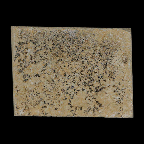 3.1" Pyrolusite Dendritic Sandstone Solnhofen Upper Jurassic Age West Germany - Fossil Age Minerals