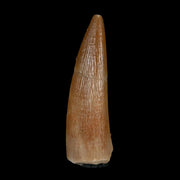 1.4" Plesiosaur Zarafasaura Tooth Fossil Cretaceous Dinosaur Era COA, Stand