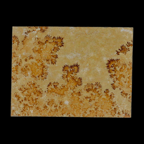 3.1" Pyrolusite Dendritic Sandstone Solnhofen Upper Jurassic Age West Germany - Fossil Age Minerals