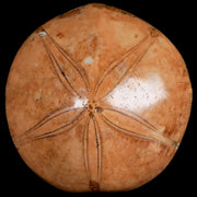 72MM Pygurus Marmonti Sea Urchin Fossil Sand Dollar Jurassic Age Madagascar