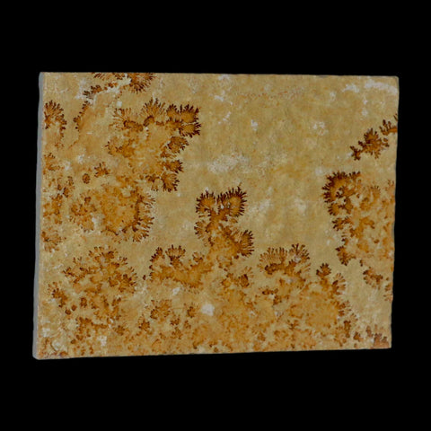 3.1" Pyrolusite Dendritic Sandstone Solnhofen Upper Jurassic Age West Germany - Fossil Age Minerals