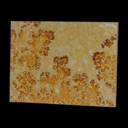 3.1" Pyrolusite Dendritic Sandstone Solnhofen Upper Jurassic Age West Germany