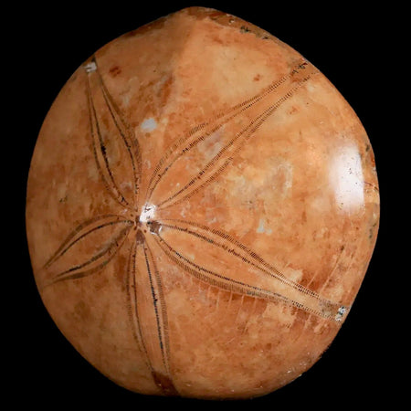 72MM Pygurus Marmonti Sea Urchin Fossil Sand Dollar Jurassic Age Madagascar