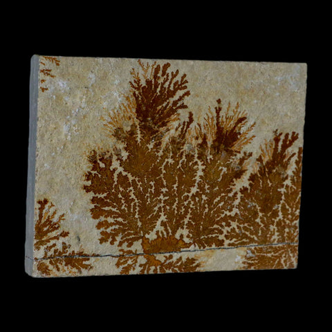 3.1" Pyrolusite Dendritic Sandstone Solnhofen Upper Jurassic Age West Germany - Fossil Age Minerals