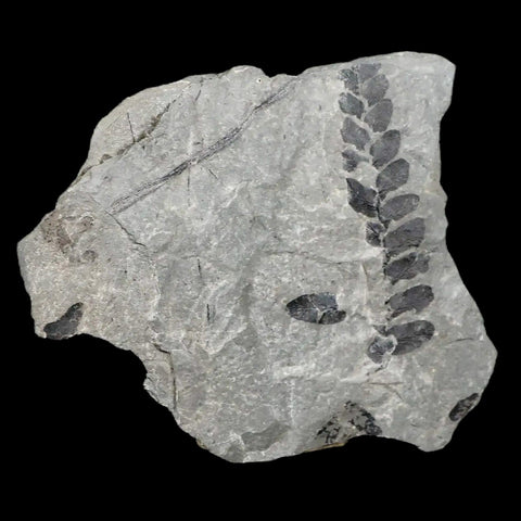 2" Neuropteris SP Fern Plant Leaf Fossil Carboniferous Age Breathitt FM, Leslie CTY, KY - Fossil Age Minerals