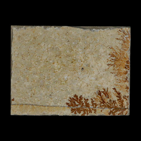 3.1" Pyrolusite Dendritic Sandstone Solnhofen Upper Jurassic Age West Germany - Fossil Age Minerals