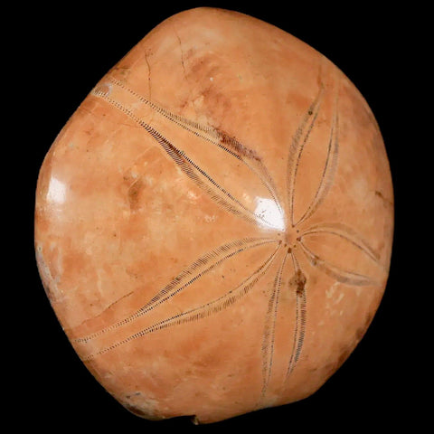 69MM Pygurus Marmonti Sea Urchin Fossil Sand Dollar Jurassic Age Madagascar - Fossil Age Minerals